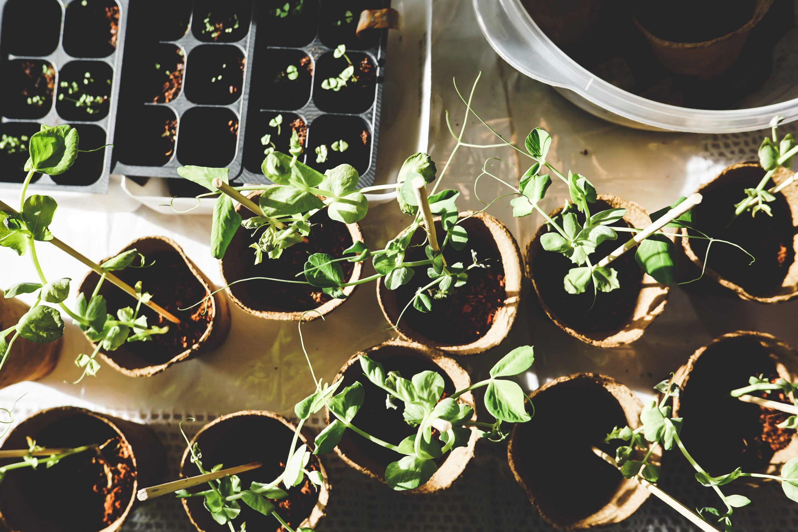 grow herbs