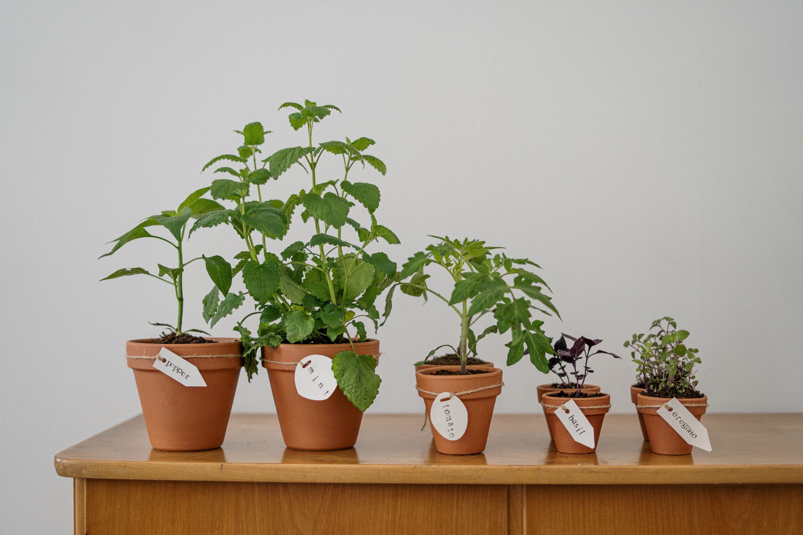 herbs