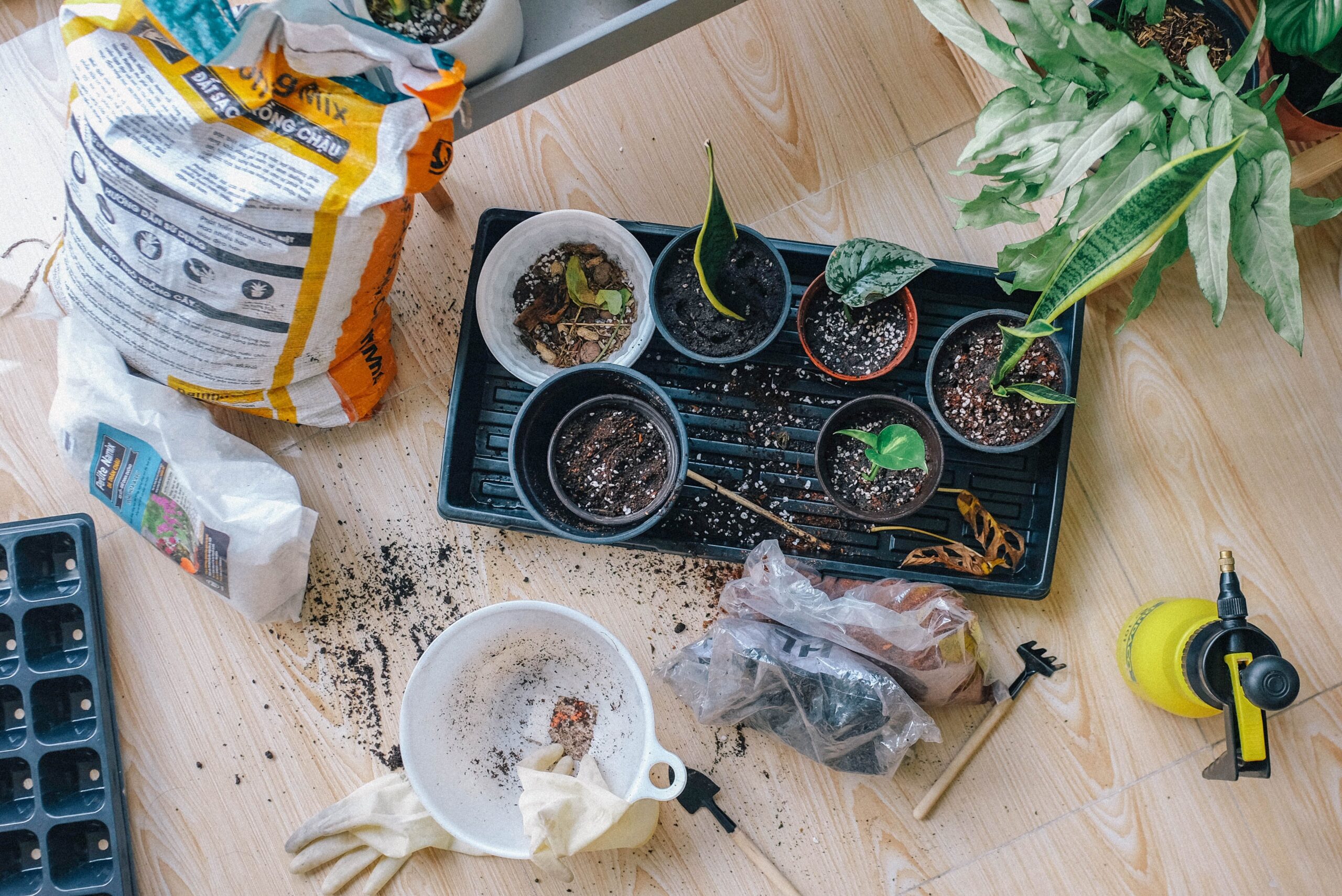 grow herbs