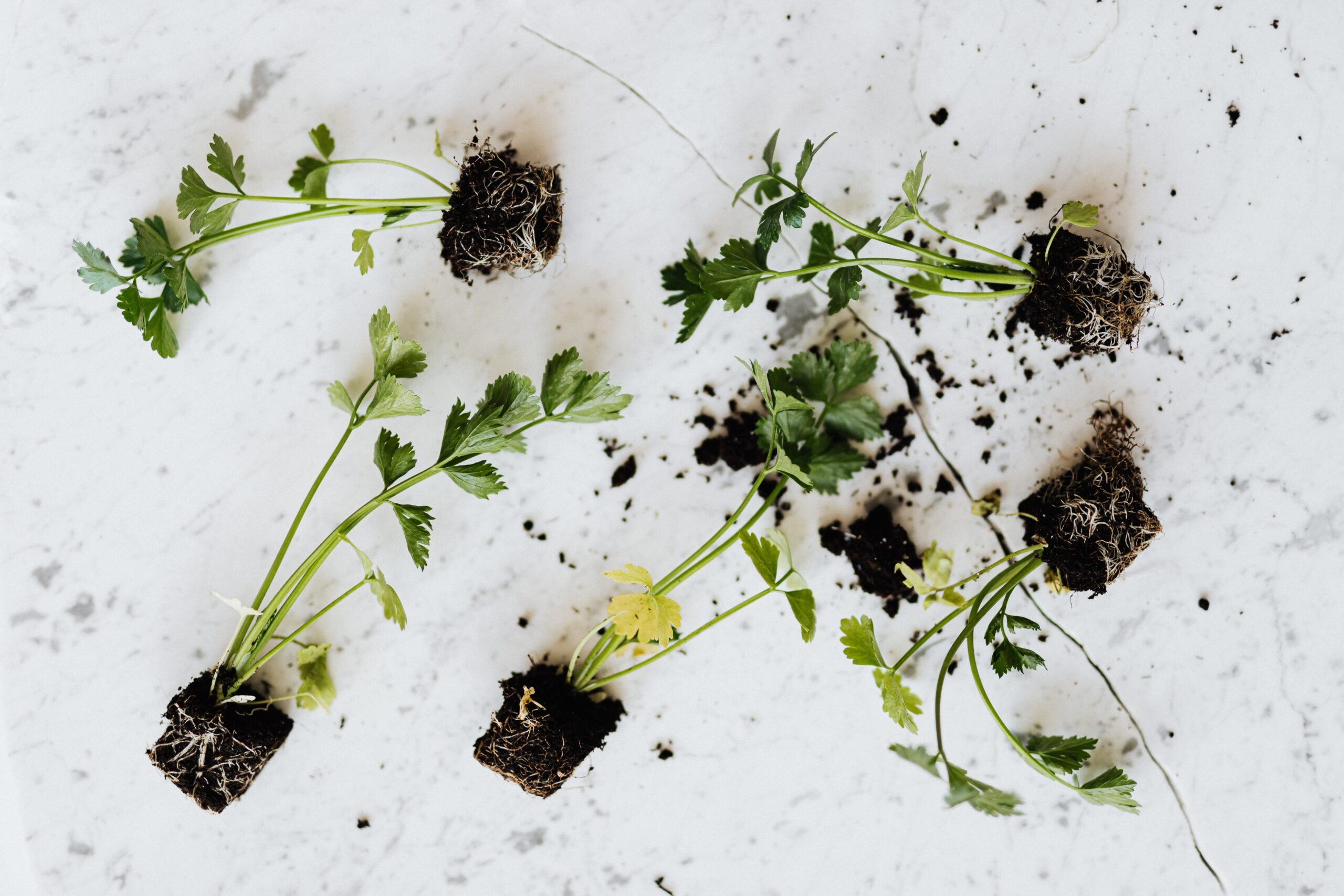 herbs for wellness