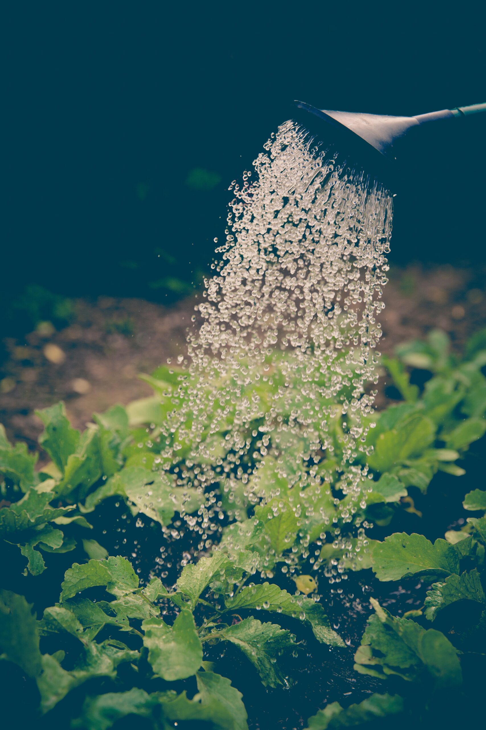 grow herbs