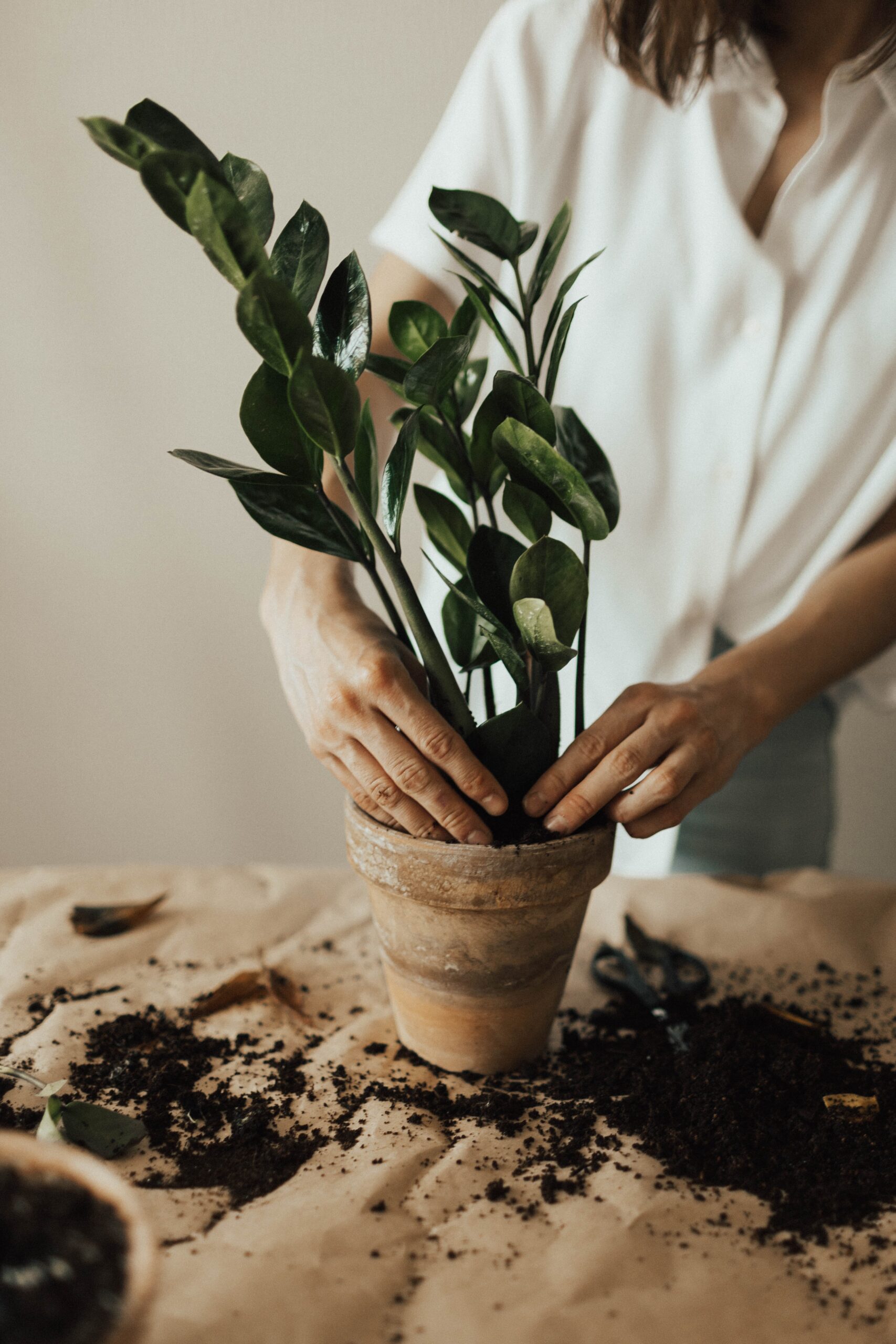 plant herbs