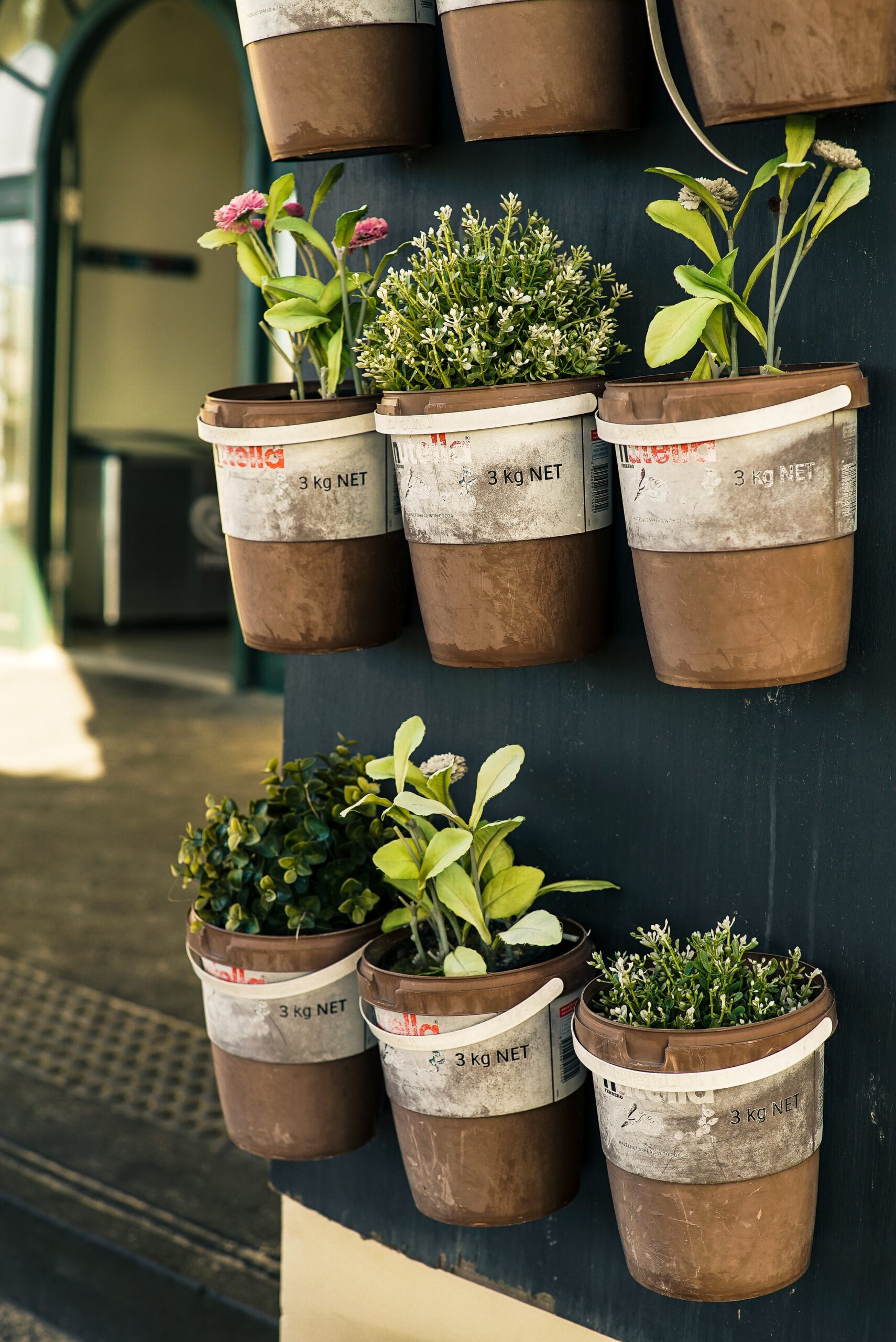 herbs for wellness