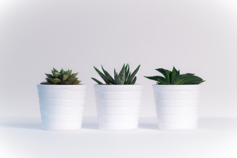 plants for a calming home