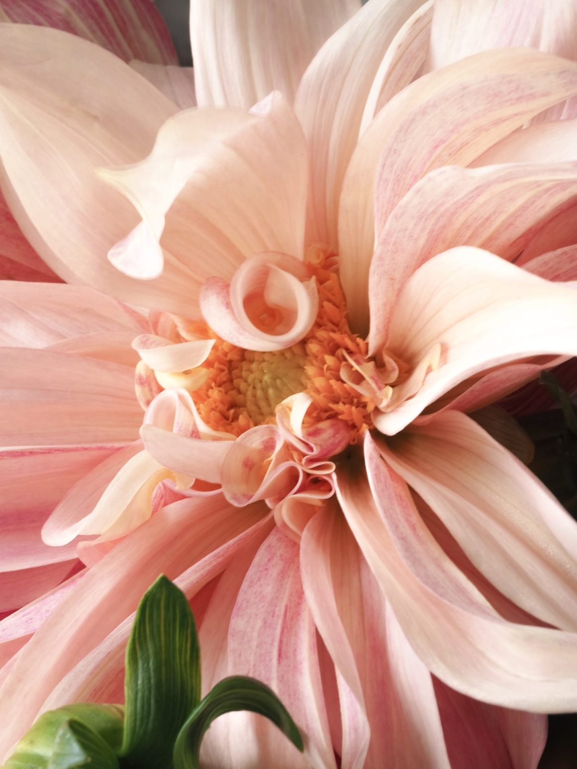 Vagus Nerve Exercises