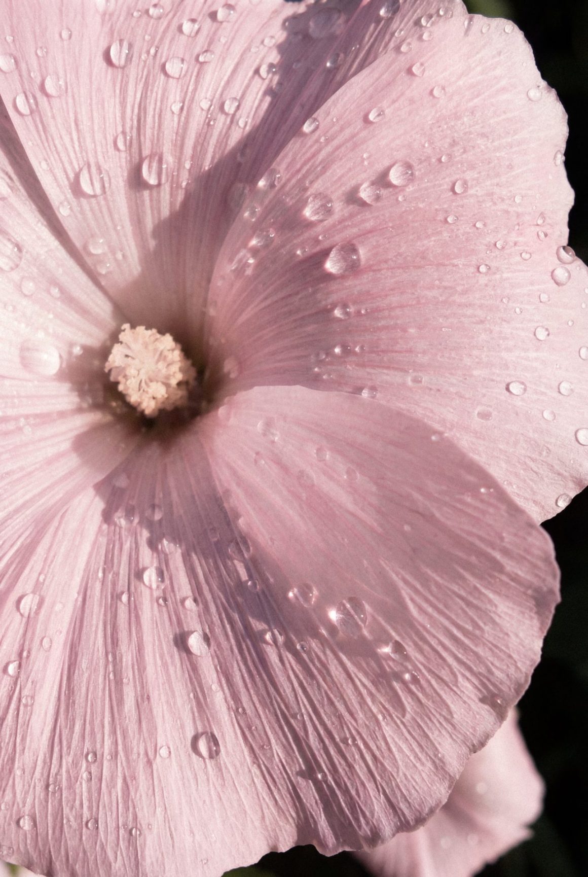 What You Will Allow Will Continue Tips For Setting Boundaries 