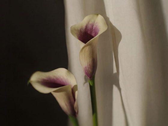 mental wellness resource