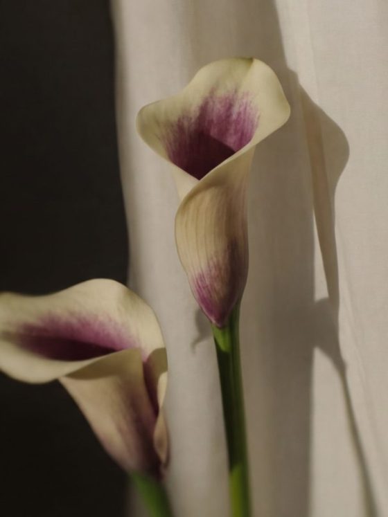 mental wellness resource