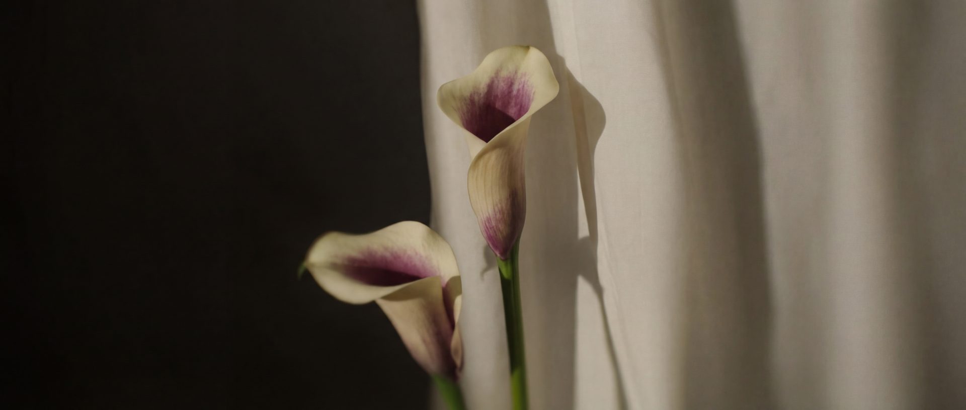 mental wellness resource